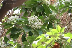 Alstonia macrophylla
